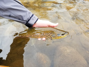 Catch and Release Fishing - Best Practices for Handling Fish
